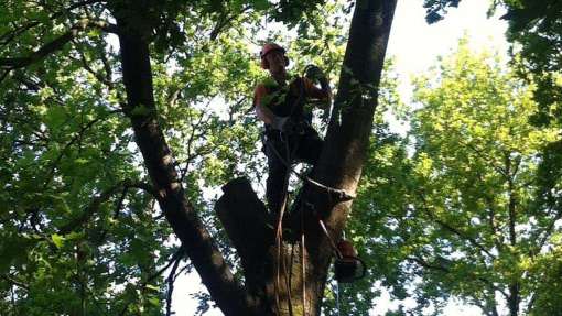 Bomen rooien s'-Heer Arendskerke